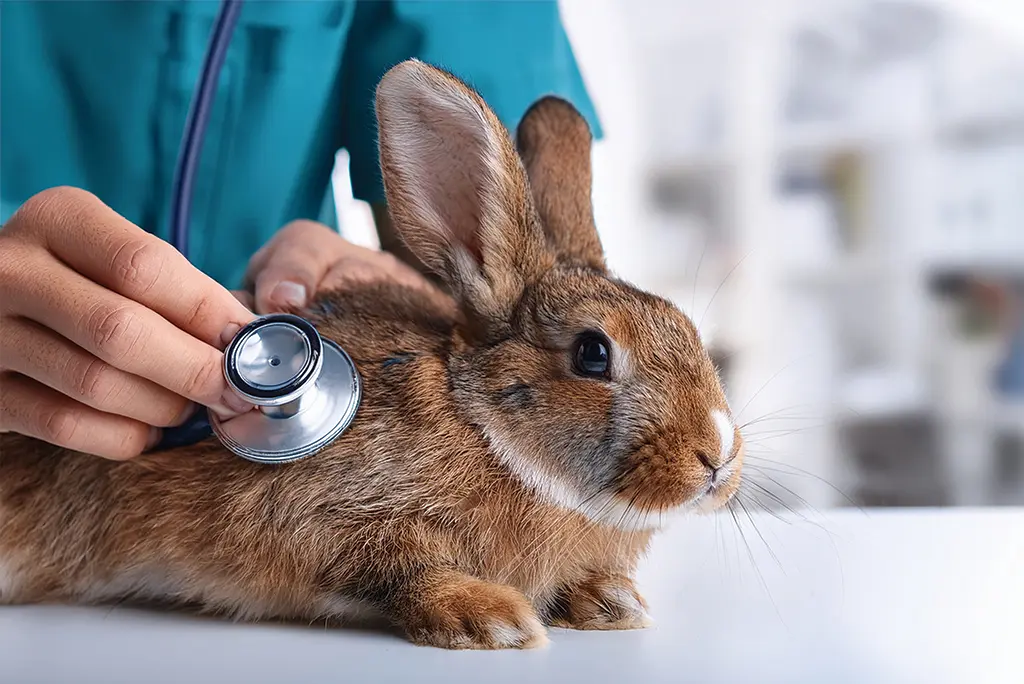 Konijnen & Knaagdieren